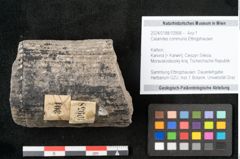 Foto (Objekt + Etikett) von Calamites communis Ettingshausen (NHMW-GEO-2024-0188-10958)